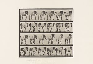 Planche 575. Marcher; Libre; Cheval belge gris foncé Hansel
