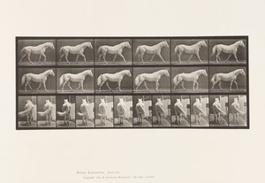 Planche 576. Marche; Libre; Cheval Gris Clair Eagle