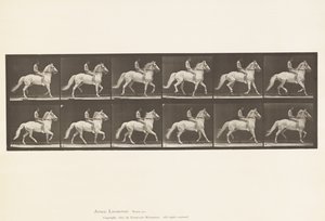 Planche 590. Amble