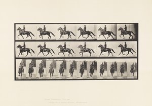 Planche 593. Balancement (Amble); Selle; Cheval Brun Pronto - Eadweard Muybridge