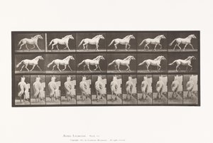 Planche 596. Trot; Libre; Cheval Gris Clair Eagle