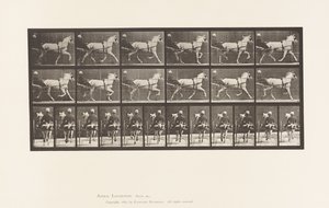 Planche 611. Trot; Sulky; Jument Grise, Katydid - Eadweard Muybridge