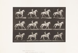 Planche 617. Galop; À cru; Cavalier, 106, Nu; Cheval blanc Clinton, 1885 - Eadweard Muybridge