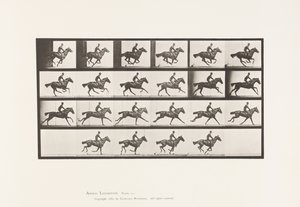 Planche 625. Galop; Cheval Pur-Sang Bai Bouquet
