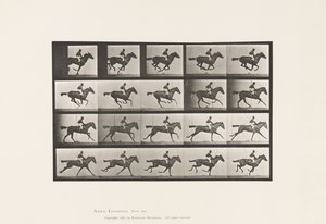 Planche 627. Galop; Jument Pur-Sang Baie Annie G. - Eadweard Muybridge