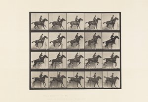 Planche 638. Sauter une Haie; Selle; Cheval Bai Daisy - Eadweard Muybridge
