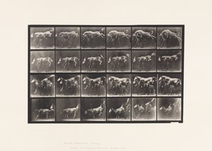Sauter par-dessus trois chevaux; A,B; cheval alezan Hornet