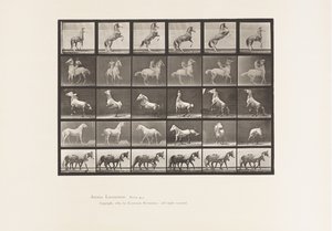 Planche 652. A, B, C, D, E, Chevaux se cabrant, etc.