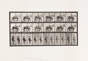 Planche 653. Marchant; Selle; Boitant, Patte Avant Droite; Cheval-Buckskin - Eadweard Muybridge