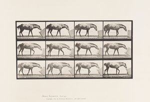 Planche 657. Rouler une boîte; Poney, Lotta