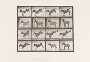 Planche 658. Mule ; A, ruant ; B, ruant Ruth