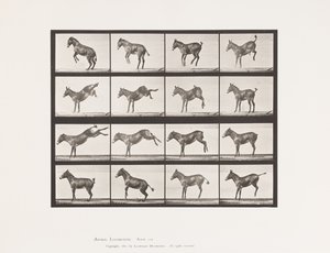 Planche 659. Mule; A, B, Ruant et donnant des coups de pied; Ruth