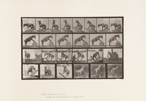 Planche 660. Mule; Performances diverses Denver