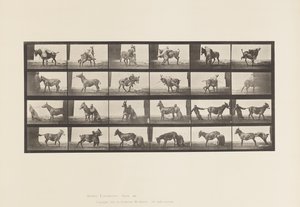 Planche 662. Mule; A, B, Un Animal Réfractaire Denver