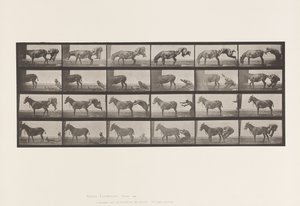 Planche 663. Mule; A, B, Un Animal Réfractaire Denver