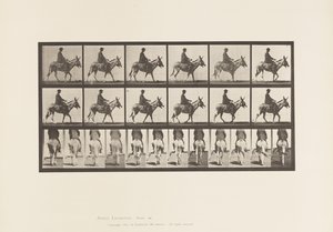 Planche 667. Âne ; Marchant ; Selle ; Un garçon chevauchant, zoo
