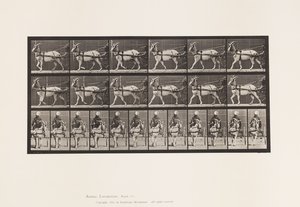 Planche 677. Chèvre; Marchant en sulky - Eadweard Muybridge