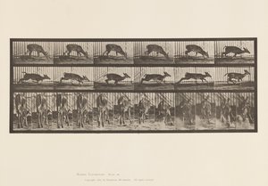 Planche 681. Cerf de Virginie ; (Sans bois) Bouc marchant - Eadweard Muybridge