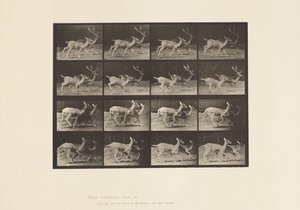 Daim; A, mâle et femelle; B, deux femelles; trottant