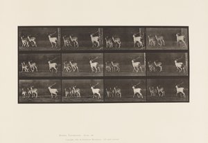 Planche 687. Daim; Cerf et groupe de biches; Galopant