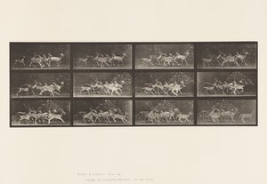Planche 690. Daim; Cerf et groupe de biches; Divers mouvements