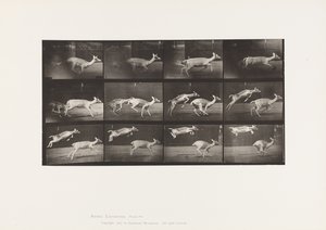 Planche 691. Daim; Biche; Galopant; et Faon; Sautant
