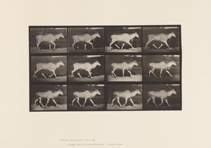 Planche 696. Éland, Trottant