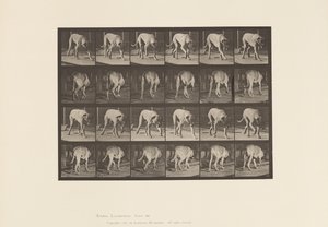 Planche 704. Chien; Marchant; Mâtin