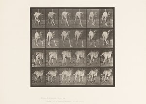Planche 705. Chien; Trottant; Mastiff
