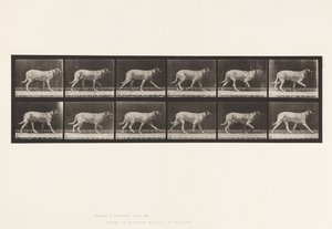 Planche 706. Chien; Trottant; Mastiff