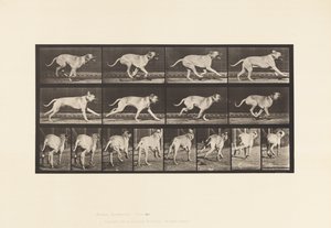 Planche 707. Chien; Galopant; Mastiff