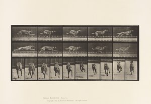 Planche 708. Chien; Galopant; Lévrier de Course Marron