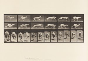Planche 710. Chien; Galopant; Lévrier Blanc Maggie