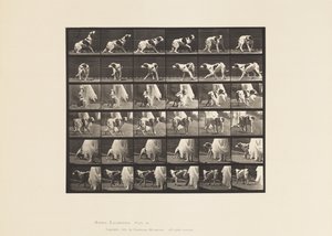 Planche 713. Chien; Se retournant, etc.; Setter Kate