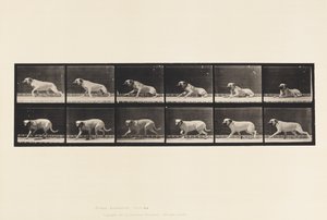 Planche 714. Chien; Éveillé par une torpille; Mastiff-Smith