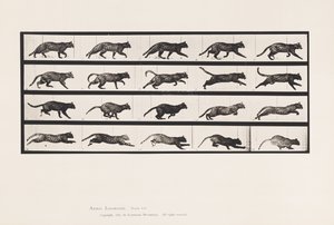 Planche 717. Chat; Trottant; Changeant en Galopant