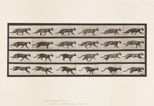 Planche 718. Chat; Trottant; Passage au galop