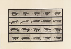 Planche 719. Chat ; Galopant
