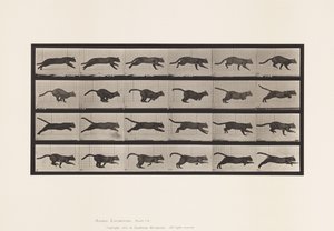 Planche 720. Chat; Galopant - Eadweard Muybridge