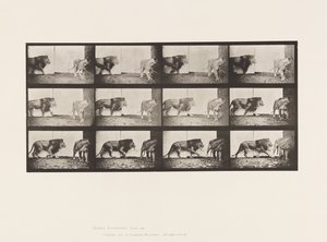 Planche 726. Lion et lionne ; Marchant