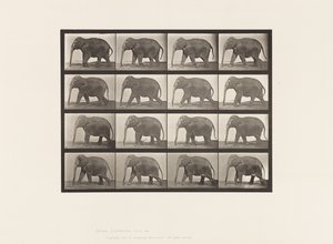 Planche 732. Éléphant; Marchant - Eadweard Muybridge
