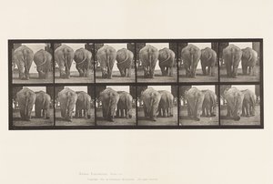 Planche 735. Éléphants ; Deux, marchant