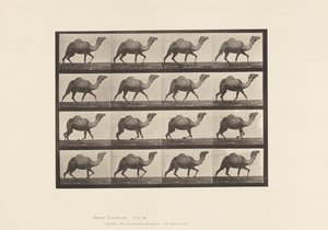 Planche 736. Chameau égyptien ; Racking