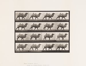 Planche 737. Chameau de Bactriane ; Marchant