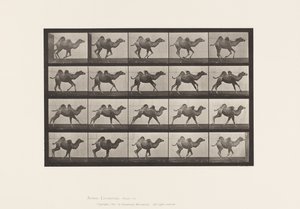 Chameau de Bactriane; (jeune), galopant