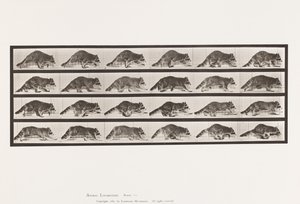 Planche 744. Raton Laveur; Marchant; Changeant en Galopant
