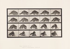Planche 745. Raton Laveur; Marchant; et Se Retournant
