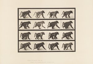 Planche 747. Babouin ; Marchant à quatre pattes
