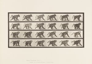 Planche 748. Babouin; Marchant à quatre pattes