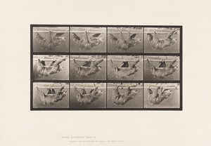 Planche 750. Paresseux; Marchant, Suspendu sur une Barre Horizontale - Eadweard Muybridge